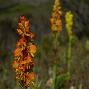 Satyrium corifolium